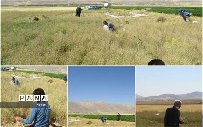 آغازبرداشت سیاه دانه