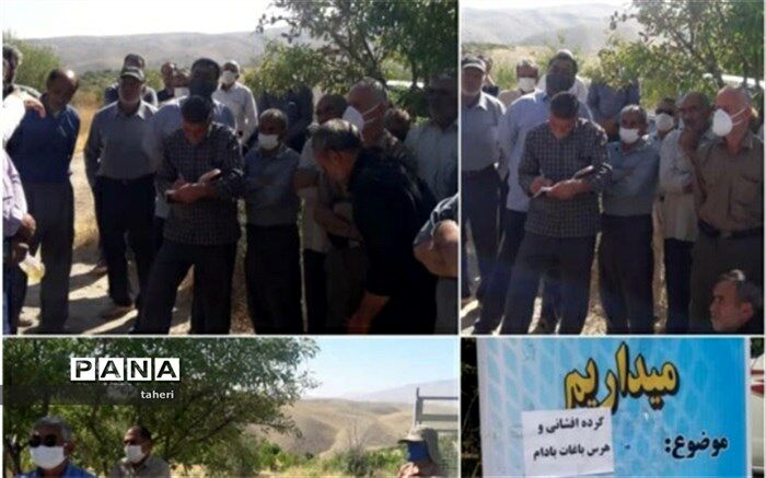آموزش هرس درختان بادام