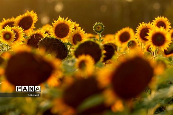 مزرعه آفتابگردان