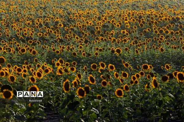 مزرعه آفتابگردان