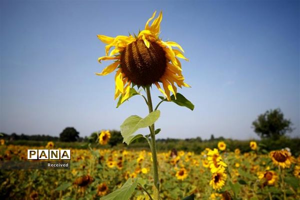 مزرعه آفتابگردان