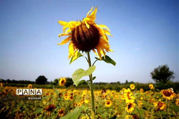 مزرعه آفتابگردان