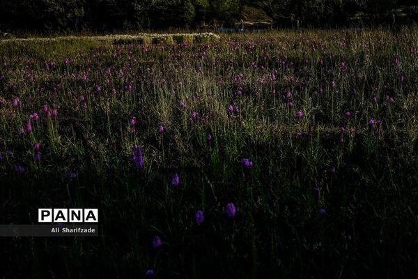 سفر به منطقه کوهستانی  البرز مرکزی