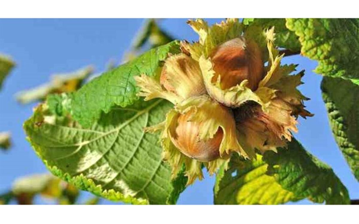 وضعیت باغات فندق گیلان خوب است  