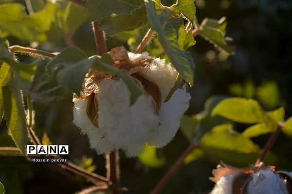 رسیدن پنبه در شهرستان خوسف