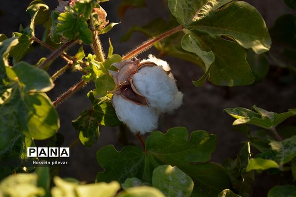 رسیدن پنبه در شهرستان خوسف