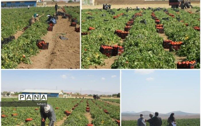 برداشت وکیل گیری گوجه فرنگی درشهر«یان چشمه»