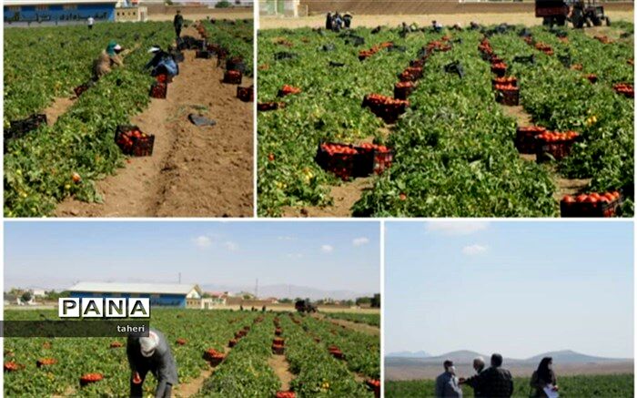 برداشت وکیل گیری گوجه فرنگی درشهر«یان چشمه»