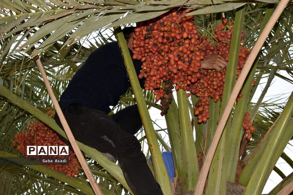 آغاز برداشت محصول رطب و خرمای نخلستان‌های  گله‌دار