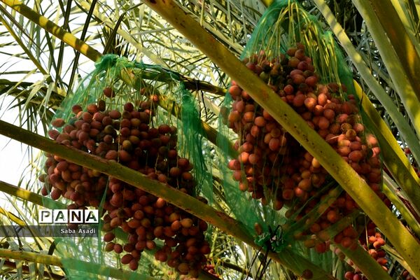 آغاز برداشت محصول رطب و خرمای نخلستان‌های  گله‌دار