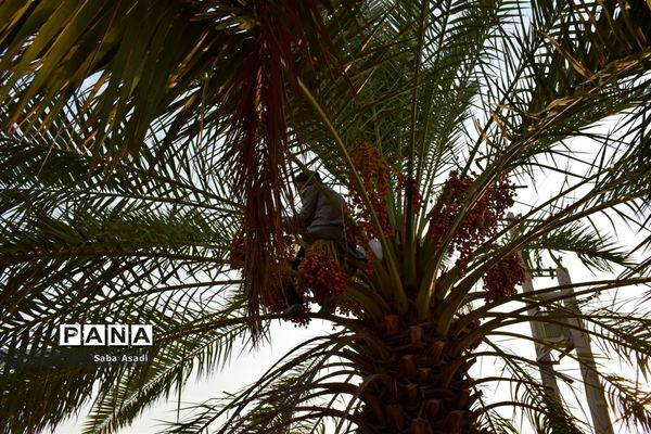 آغاز برداشت محصول رطب و خرمای نخلستان‌های  گله‌دار