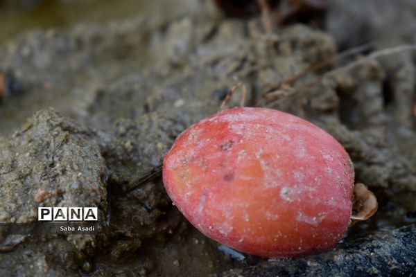 آغاز برداشت محصول رطب و خرمای نخلستان‌های  گله‌دار