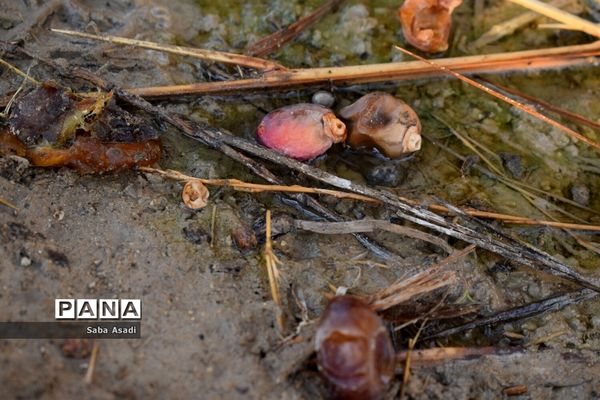آغاز برداشت محصول رطب و خرمای نخلستان‌های  گله‌دار