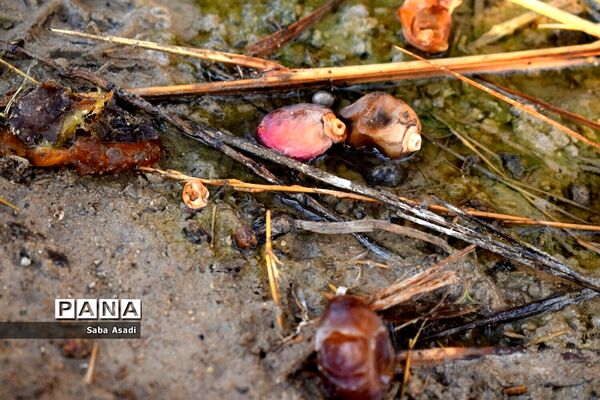 آغاز برداشت محصول رطب و خرمای نخلستان‌های  گله‌دار