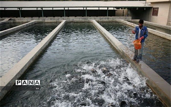 آبزی پروری نقش مهمی در امر شیلات کشور دارد