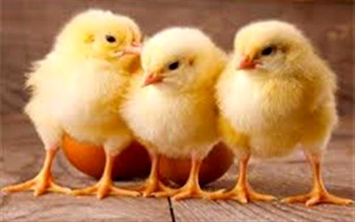 افت تولید و کمبود نهاده‌ها علت افزایش قیمت تخم مرغ است