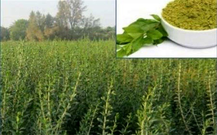 برداشت دوم حنا در شهرستان دلگان آغاز شد