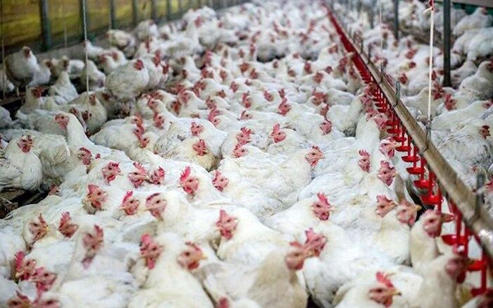 بخش عمده سبد خانوار ایرانی را مصرف مرغ تشکیل می‌دهد