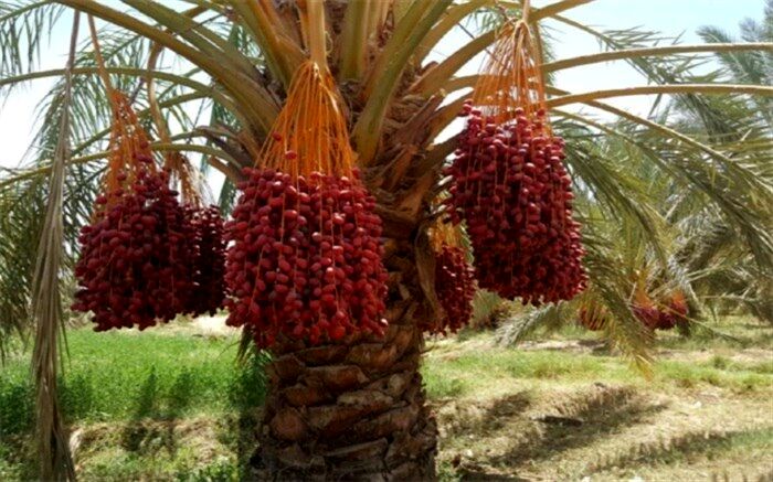 پیش بینی برداشت بیش از 23 هزار تن خرما از نخلستان‌های سیب و سوران
