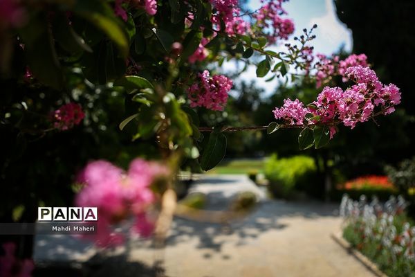 باغ ارم  شیراز