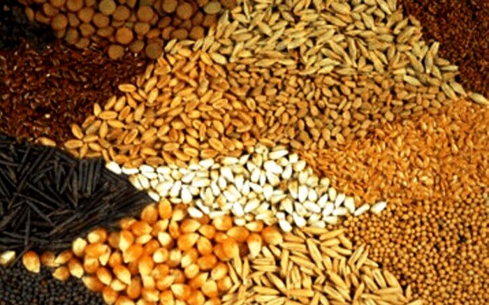 افزایش ۲۳ درصدی واردات ذرت در شش ماه ابتدایی سال