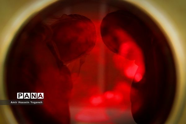 نمایش سرو مجنون در جزیره کیش