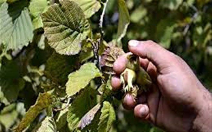 برداشت محصول 70 درصدی باغات فندق گیلان