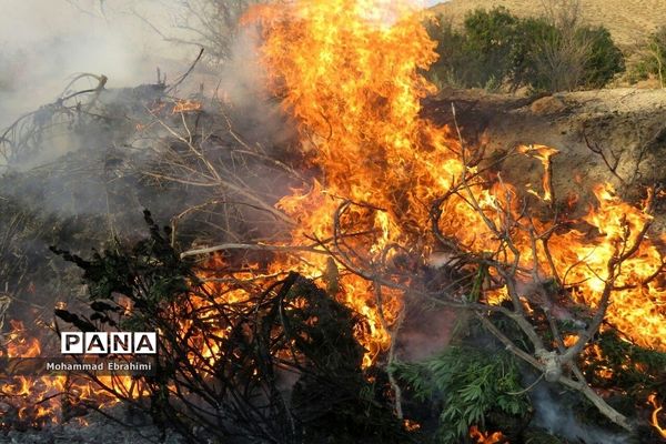 کشف مزرعه شاهدانه توسط سربازان گمنان امام زمان (عج) در سپاه ناحیه سمنان