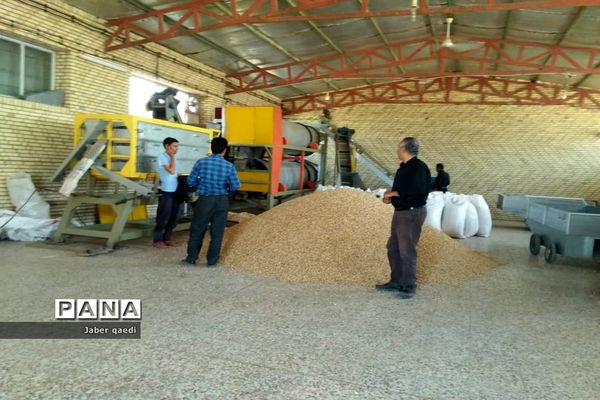 برداشت پسته در قطب پسته استان فارس، نی‌ریز