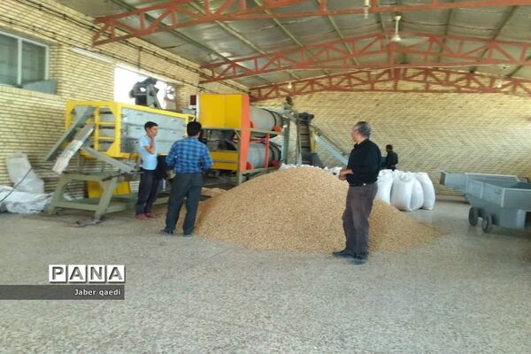 برداشت پسته در قطب پسته استان فارس، نی‌ریز
