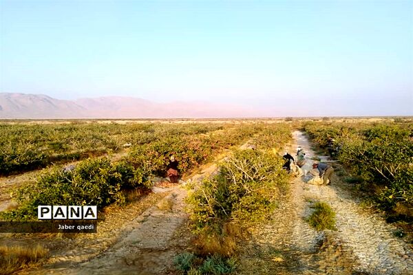 برداشت پسته در قطب پسته استان فارس، نی‌ریز