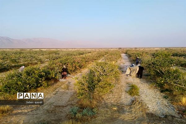 برداشت پسته در قطب پسته استان فارس، نی‌ریز