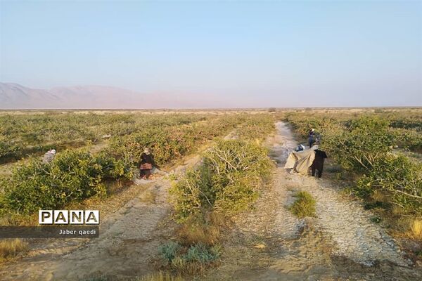 برداشت پسته در قطب پسته استان فارس، نی‌ریز