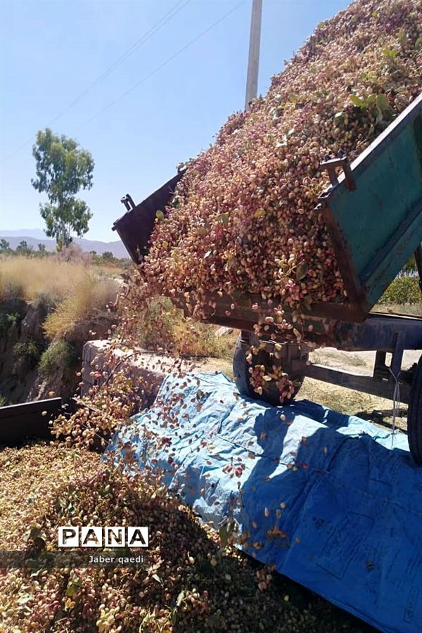 برداشت پسته در قطب پسته استان فارس، نی‌ریز