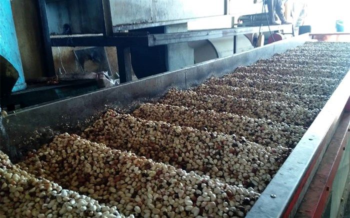 برداشت از قطب پسته استان فارس آغاز شد