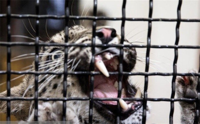 وجود باغ وحش به سود حیات وحش است؟