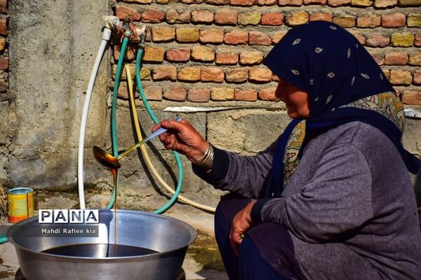 برداشت انگور و خط تولید کشمش در شهرستان ملکان