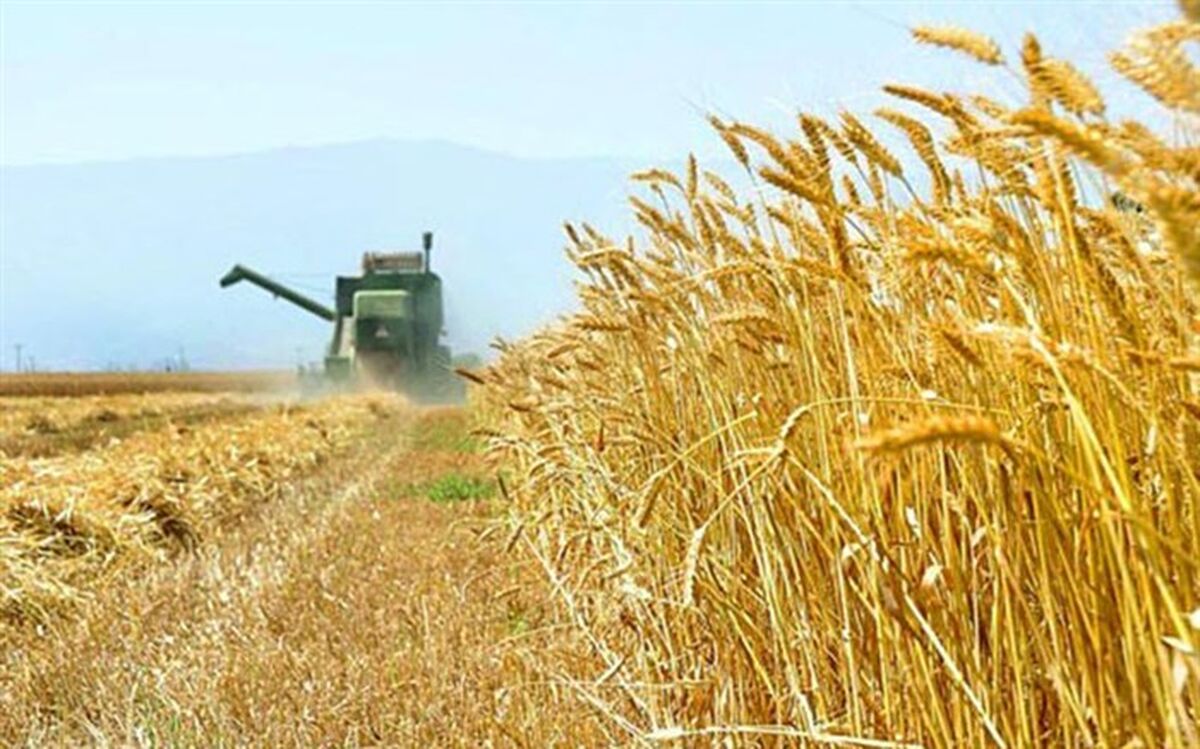 چه کسانی قیمت تضمینی «محصولات استراتژیک» را تعیین می‌کنند؟