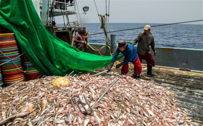 تولید ۲ هزار و ۵۰۰ تن گوشت ماهیان خاویاری در کشور
