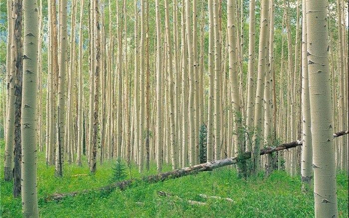 کشت صنوبر با توسعه طرح زراعت چوب افزایش می‌یابد