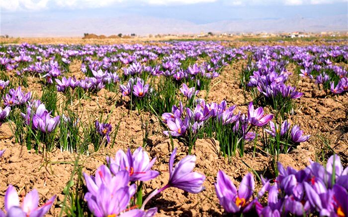 تکذیب  توزیع زعفران در بازار داخل