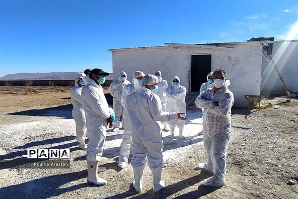 بازدید از عملیات معدوم سازی مرغداری درگیر با بیماری  آنفولانزا درشهرستان خوسف استان خراسان جنوبی