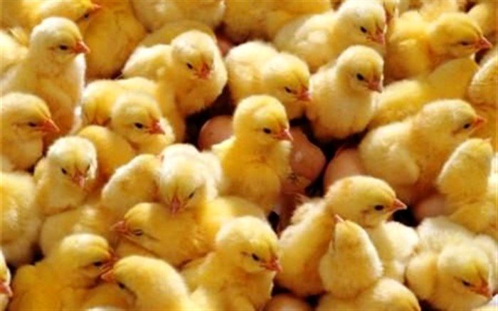 افزایش ۱۷ درصد ی جوجه‌ریزی در استان اردبیل