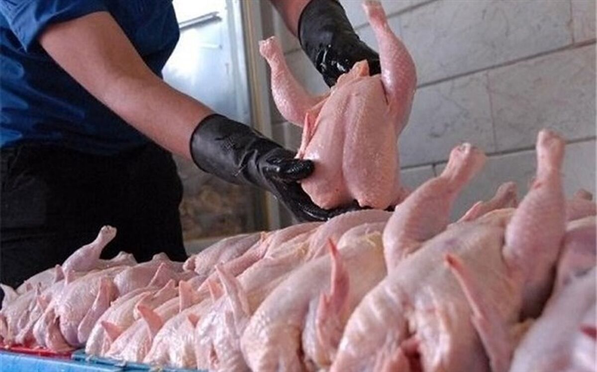 مرغ داران طیور خود را بیمه نکنند، سوختشان قطع می‌شود