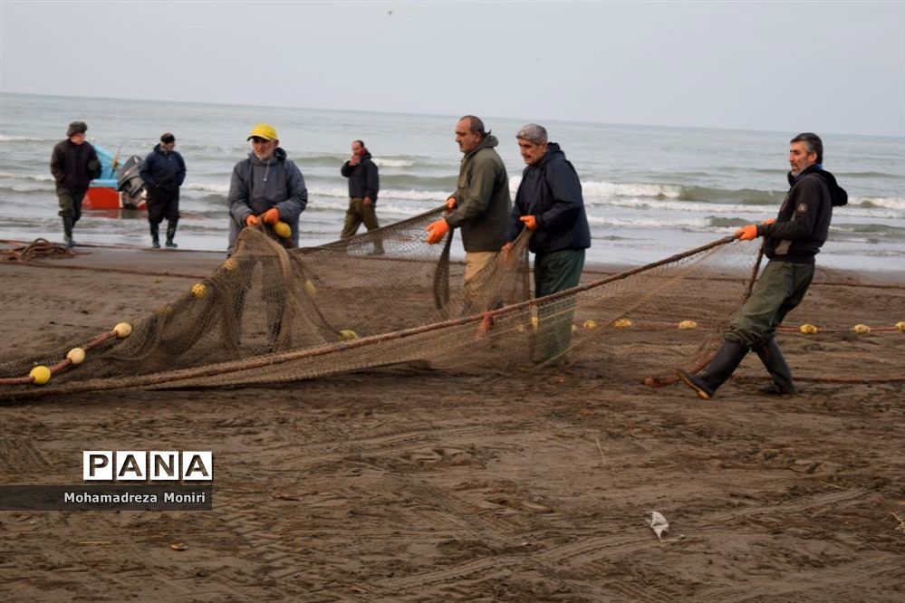 صید ۱۲.۵ هزارتن ماهی کیلکا دریای خزر طی ۹ ماهه امسال