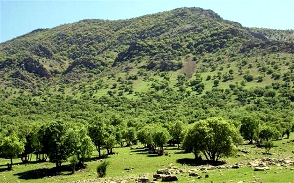 تمام جنگل‌ها و سواحل هرمزگان تا پایان سال سنددار می‌شوند