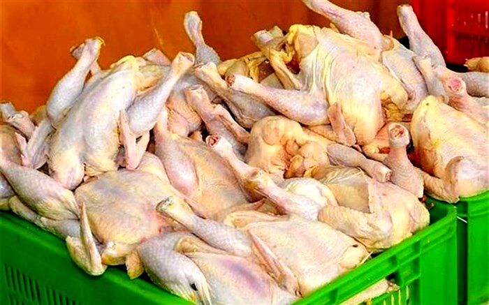 چرا مرغ دوباره پر کشید؟