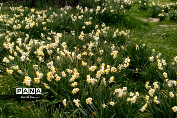 نرگس‌زارهای کازرون