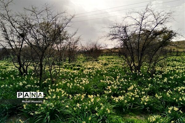 نرگس‌زارهای کازرون