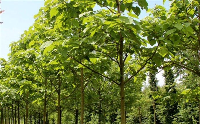 مخالفت  با کشت درخت غیربومی پالونیا